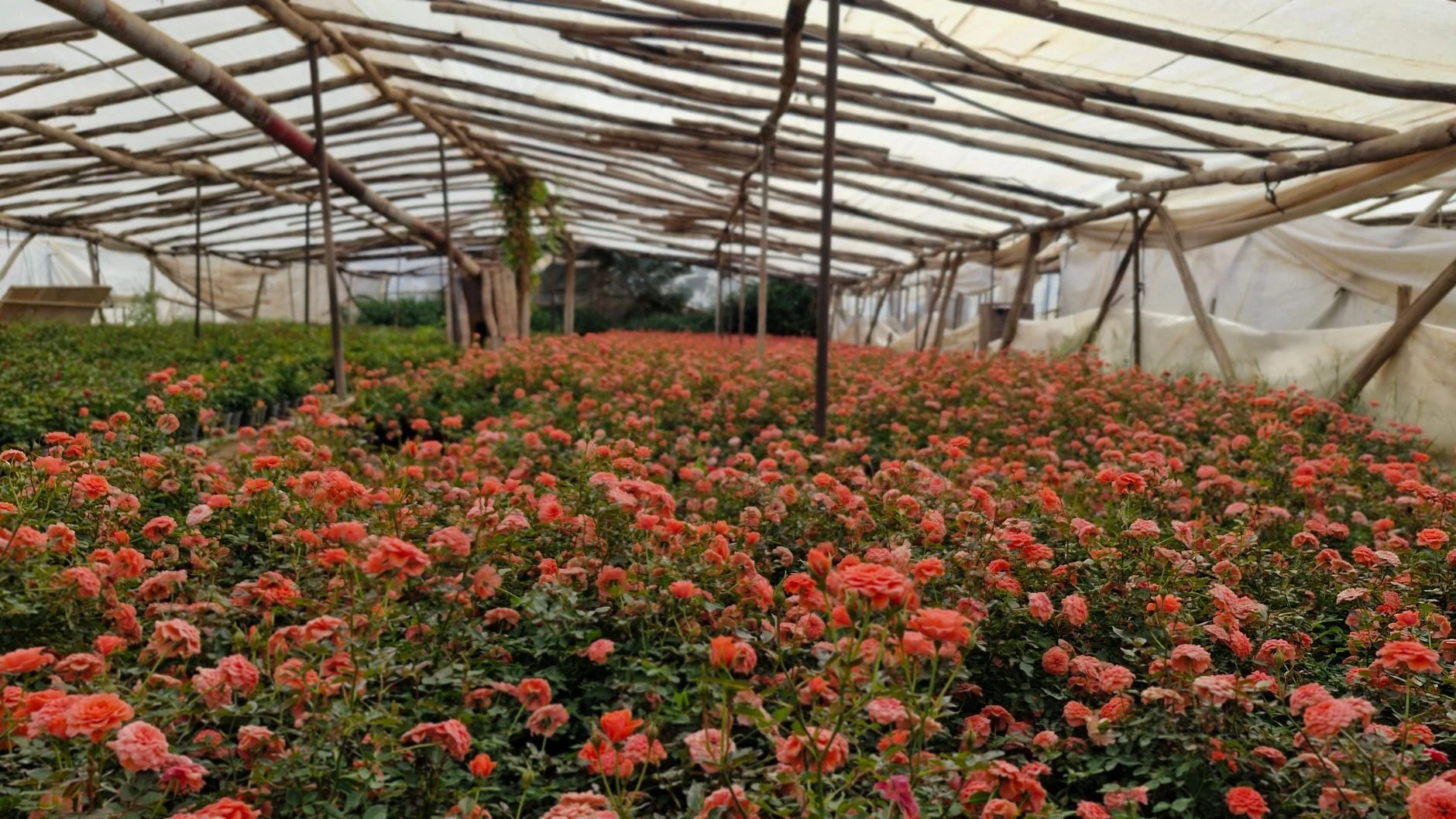 Bloeiende planten in kwekerij
