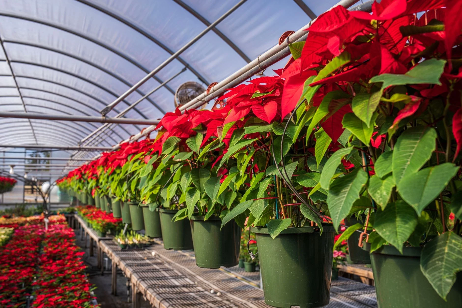 Plantenafdeling in een tuincentrum