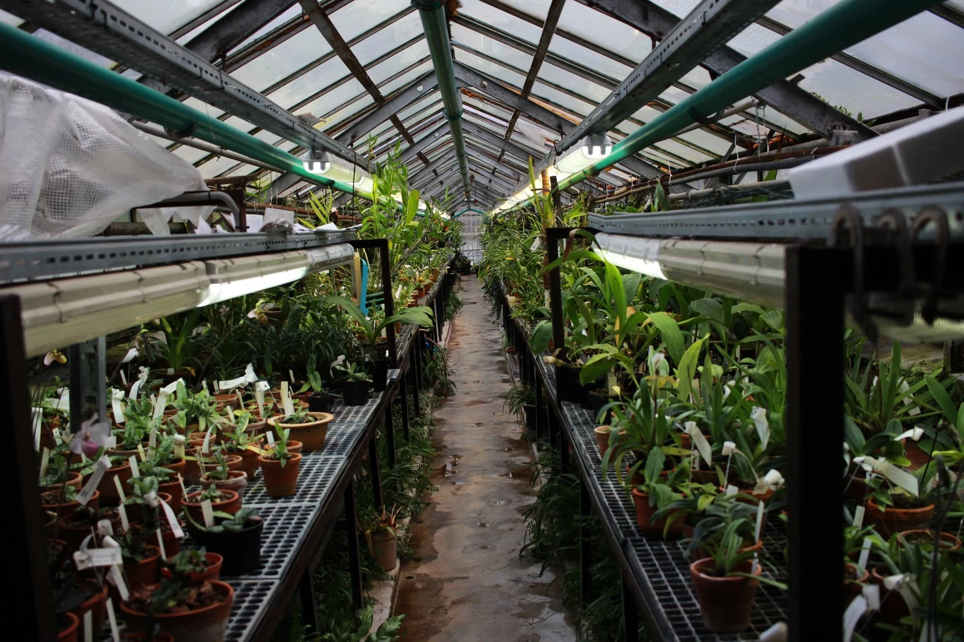 Tuincentrum plantenassortiment
