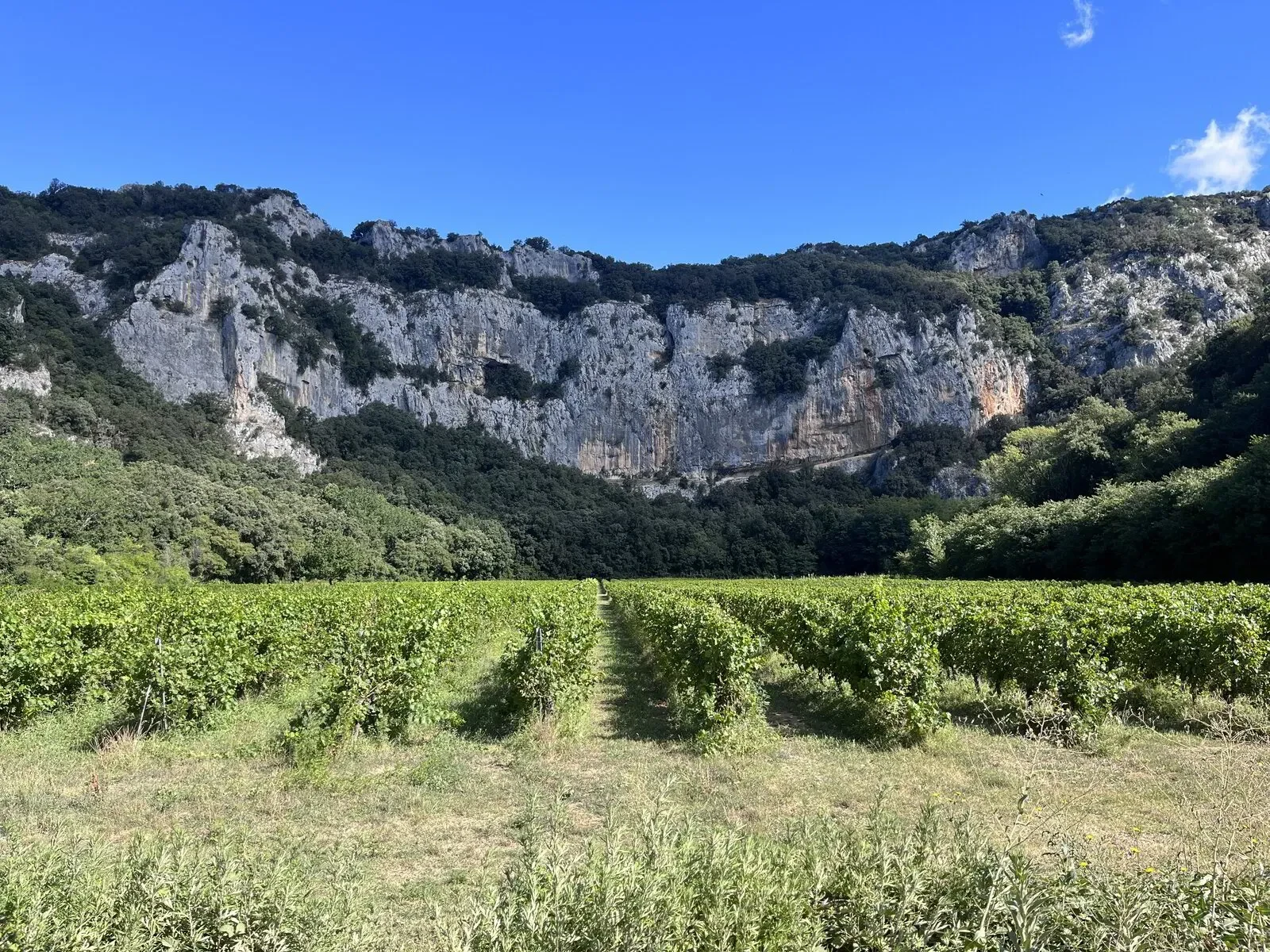 Wijngaard bij de coöperatie in Barjac, Ardèche