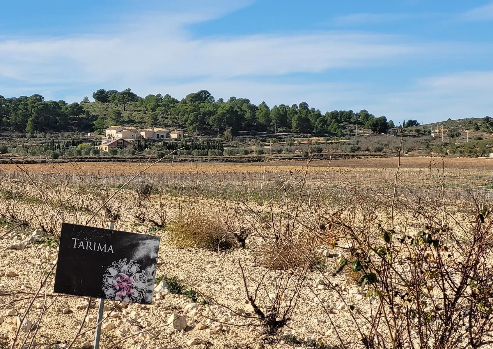 Wijngaard van bodega Tarima in Pinoso