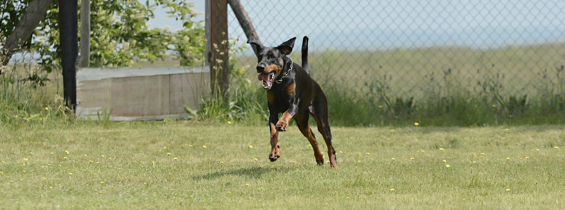 Dobermann en de speurdrift