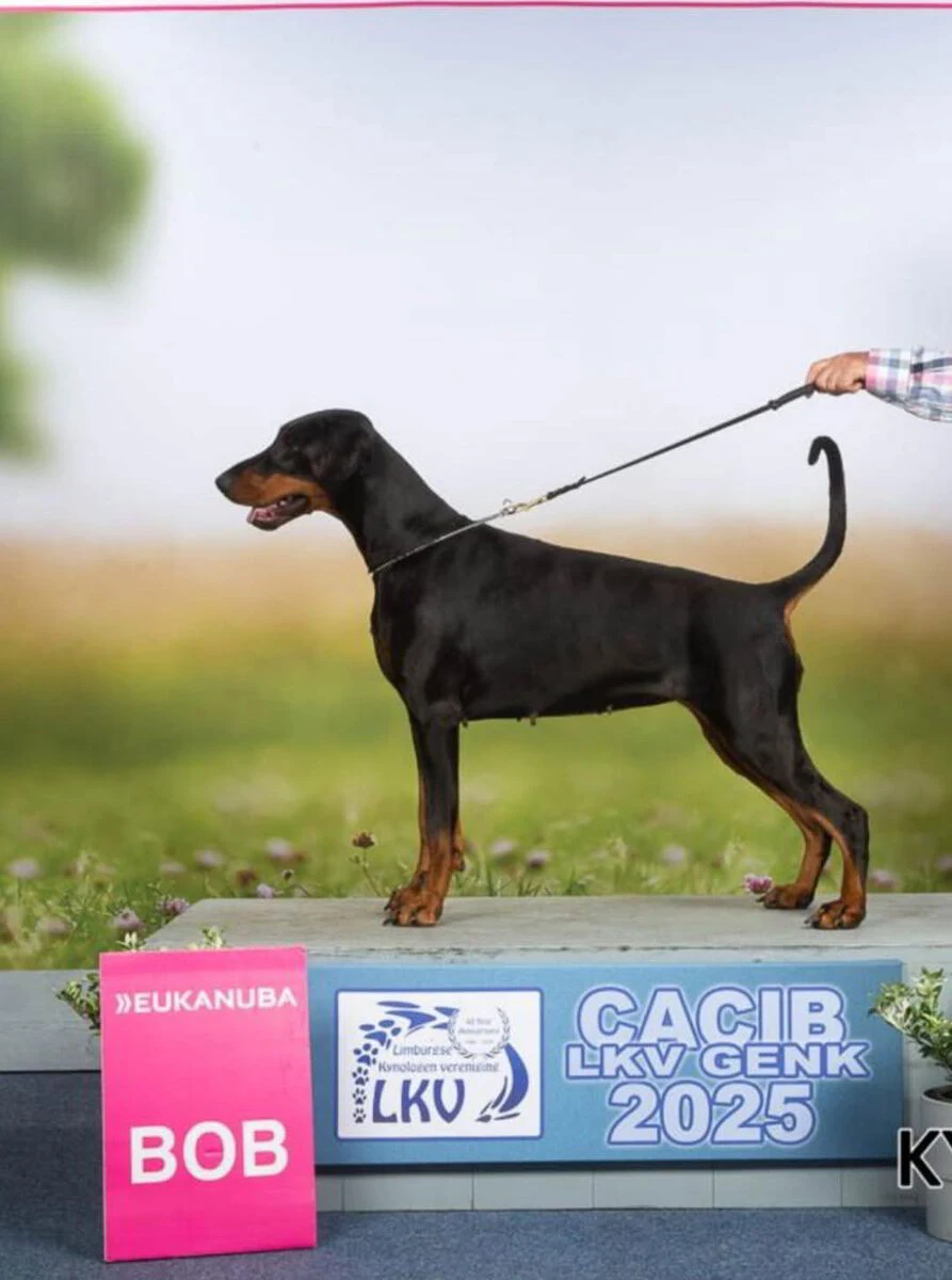 *28/06/2025 CAC-CACIB Genk LKV km.Mevr. Andrea Jurcan (SRB)
