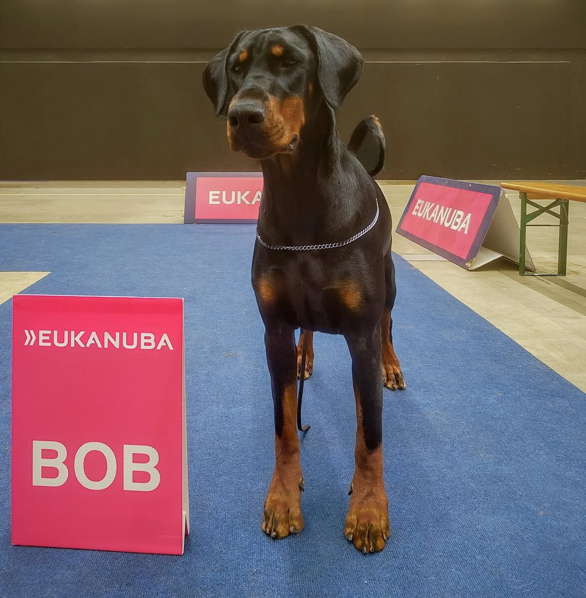 *1/3/2026 Martinidogshow - CACIB 2 - DAY 2 Km: Salina Loredana (CH)