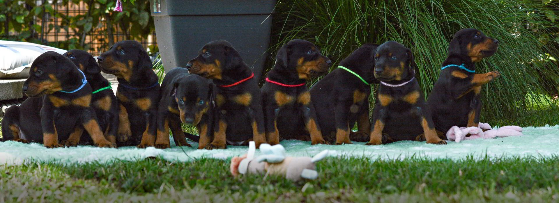 Dobermann en de driften