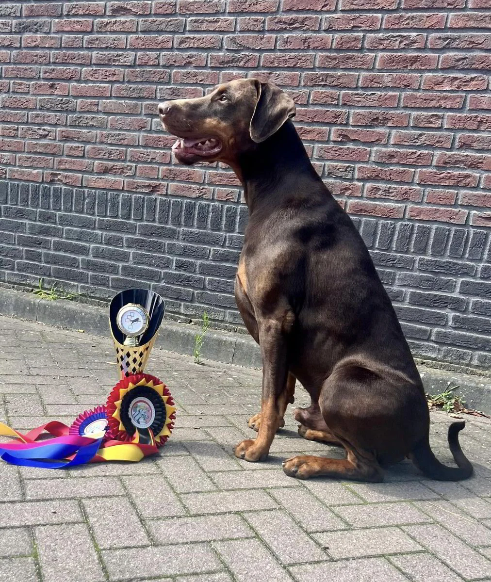 Rasspeciale 6/8/2023 met CAC te Uitbergen. Keurmeester : Mvr.Vermeire Myriam (BE)