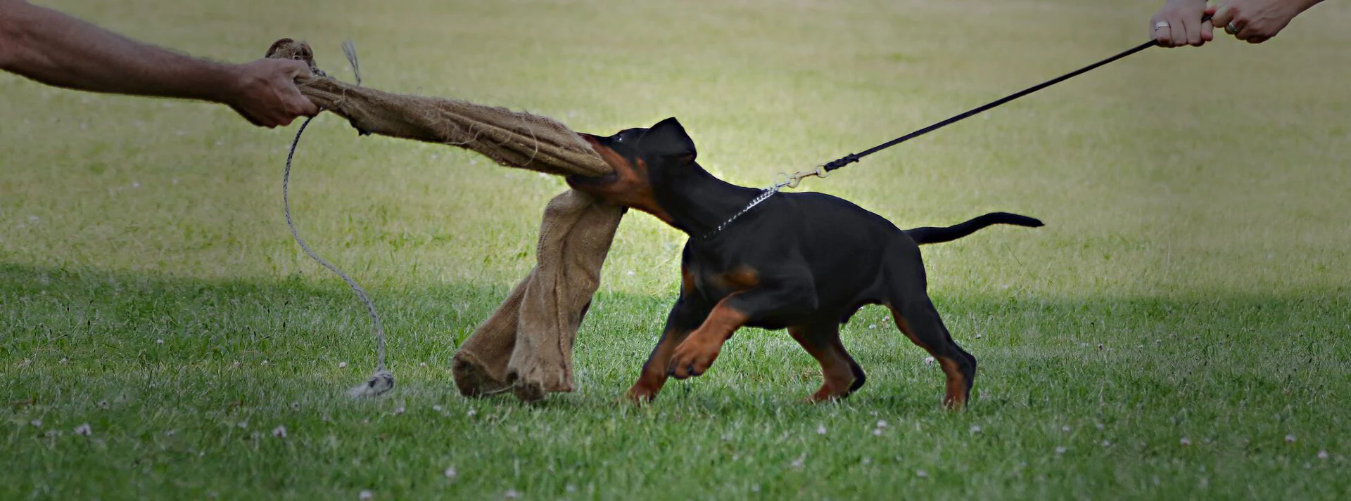 Dobermann en de verschillende in lichaamsbouwen