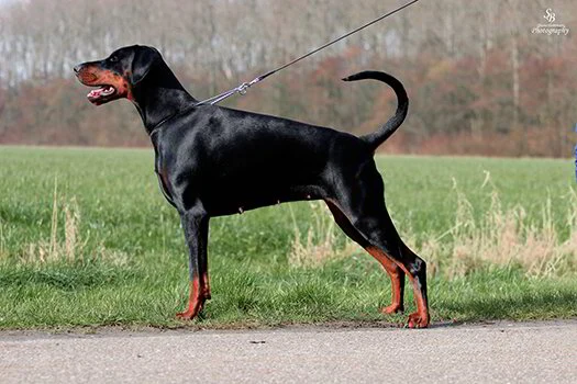 Dobermann in showhouding