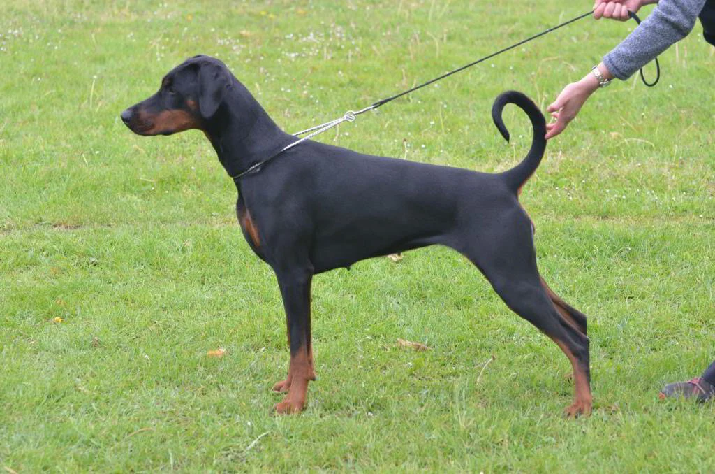 Dobermann en dominantie