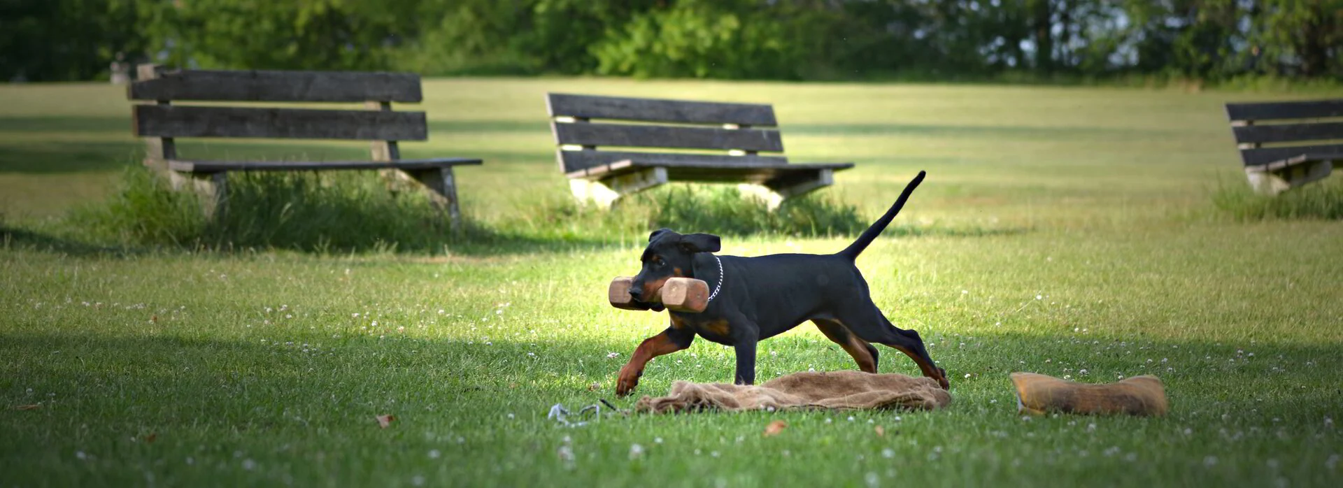 Dobermann en de natuur, aard en gedrag