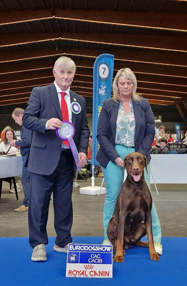 *16/11/2025 Eurodogshow Kortrijk CAC-CACIB Km.Dhr.Vincent O' Brien (IE)