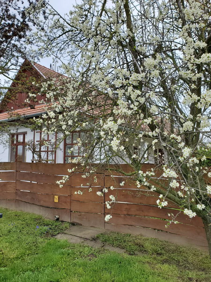 Bloesem in de lente