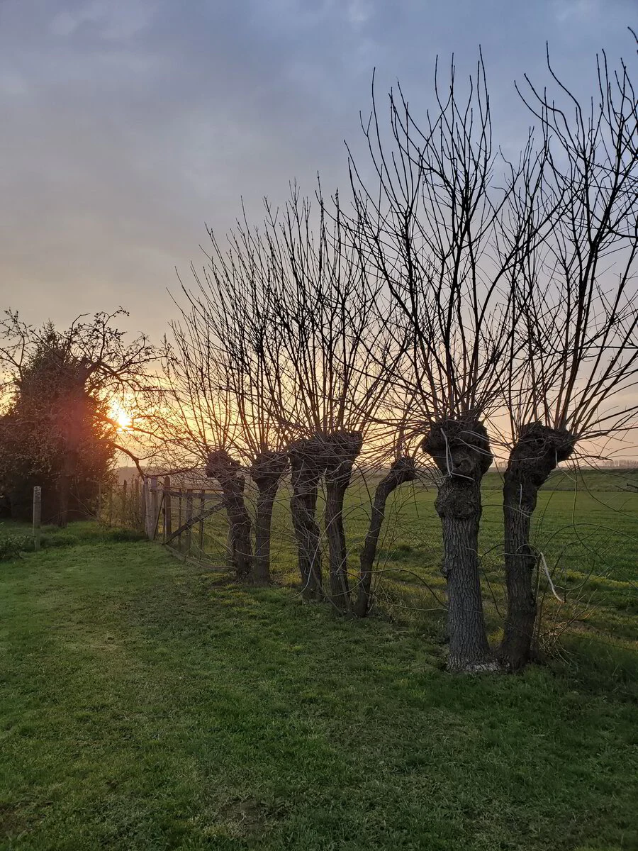 Knotwilgen bij zonsondergang