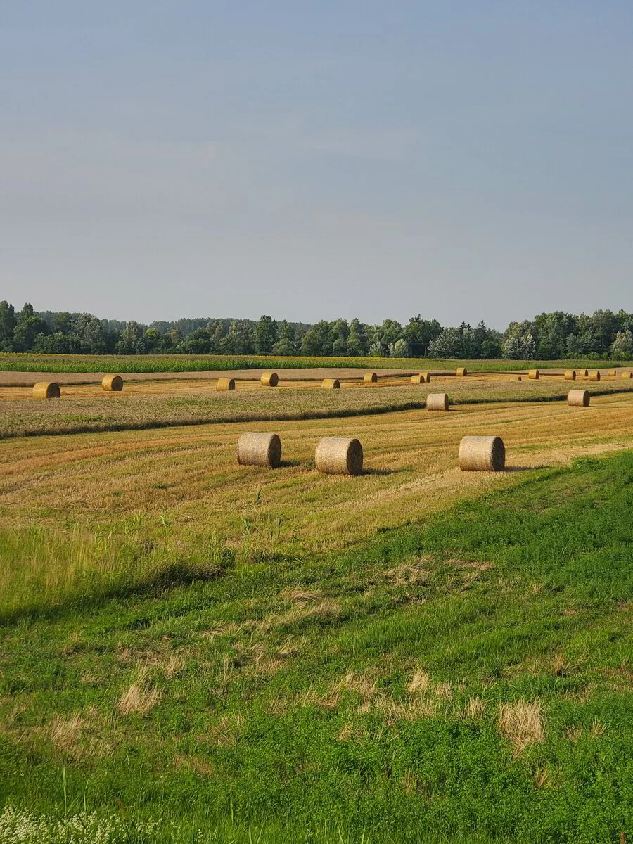 Hooibalen op het veld rond Tiszacsege