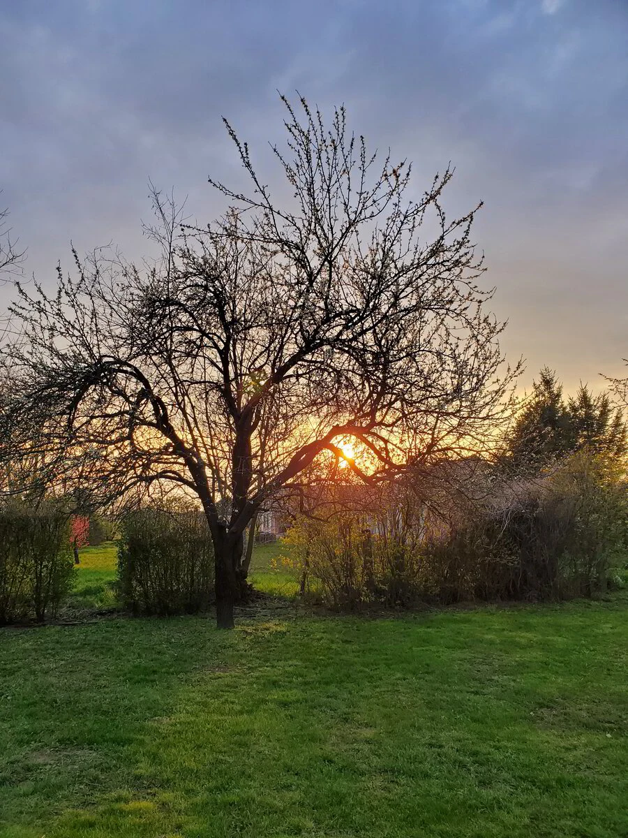 Zonsondergang achter de fruitbomen