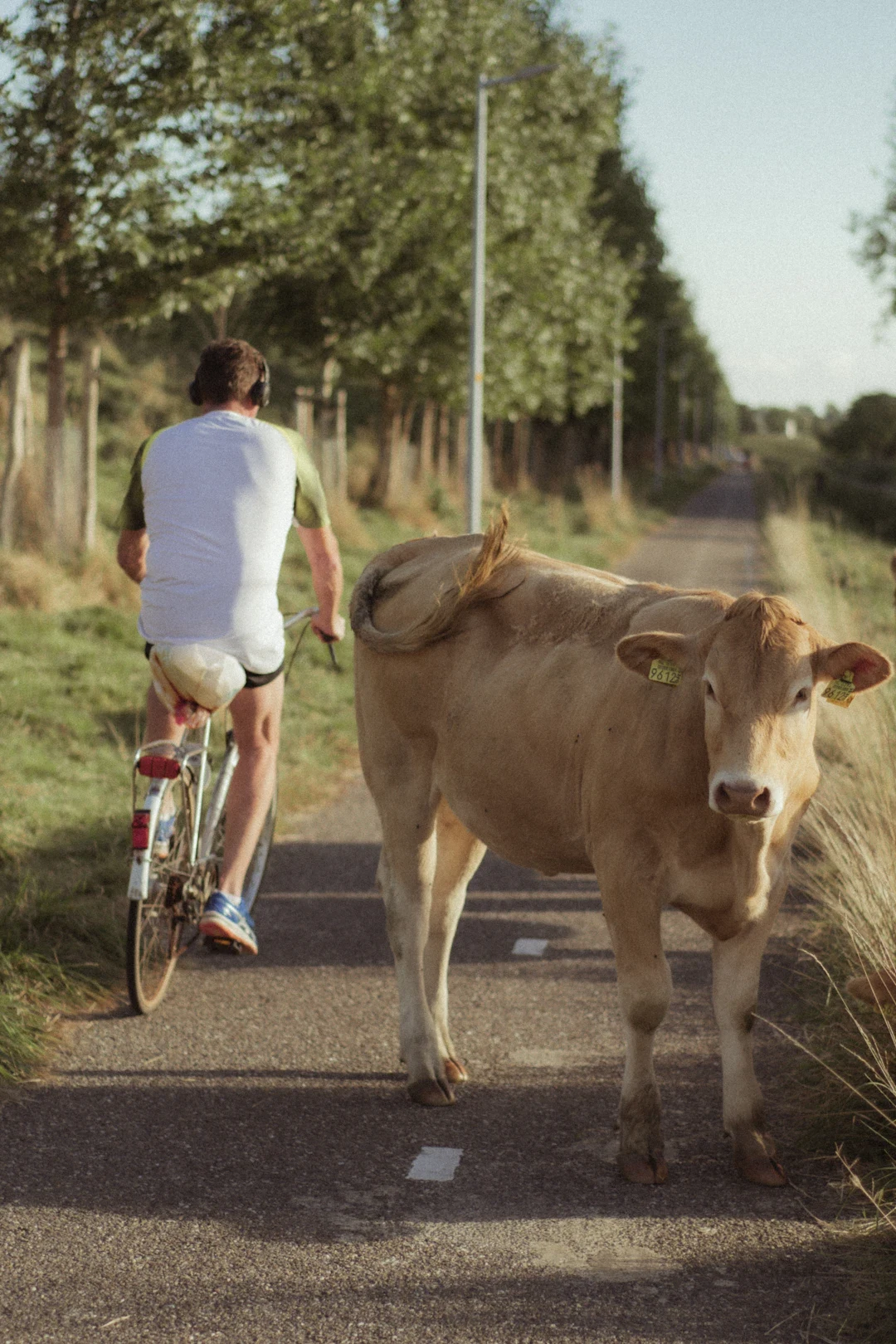 Wandelaar met een rund op de dijk