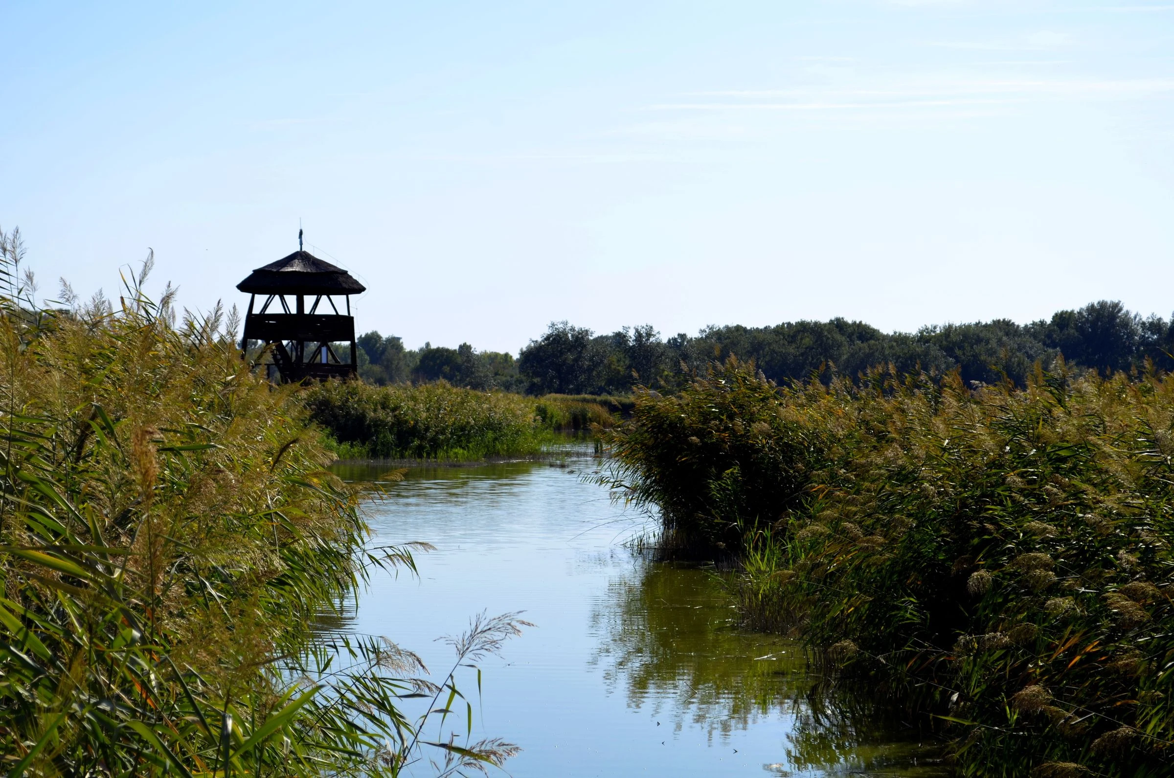 Rietkraag en uitkijktoren aan het water