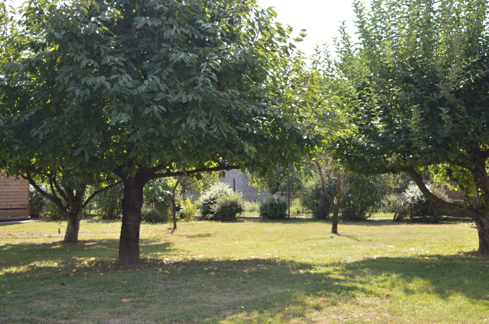 Zonnige boomgaard