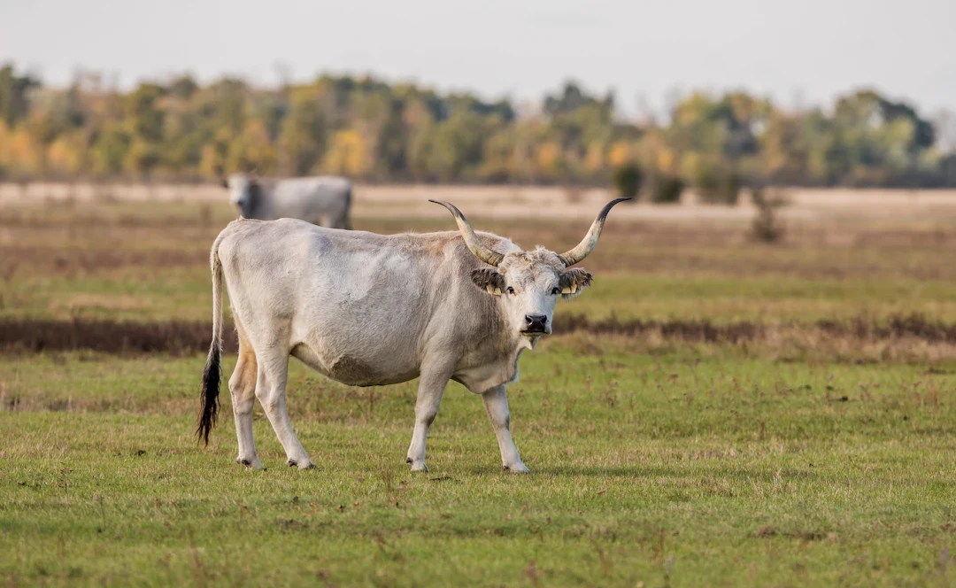 Hongaars grijsvee op de poesta
